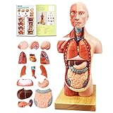 EVOTECH SCIENTIFIC Human Body Model, 15 Stück Abnehmbares 11 Zoll(28cm) Human Torso Anatomie Modell Mit Herz Kopf Schädel Gehirn Skelett Modell, Alter 4+, Vorschule Ausbildung Display